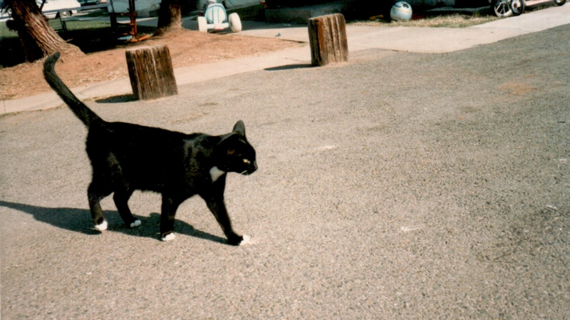 Illustration for article titled Top 7 Cats That Are Cats